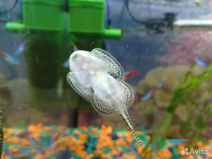 Аквариумные рыбки в ассортименте