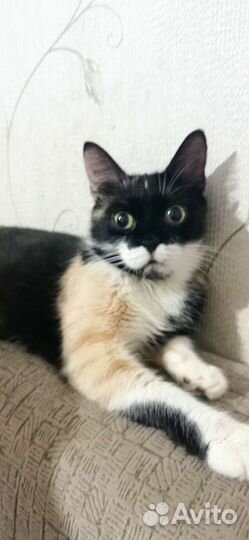 Кошечка Триша