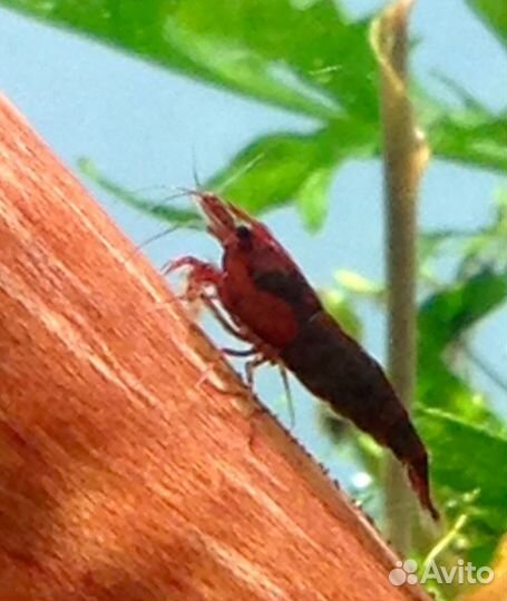 Креветки аквариумные ярко-красные, синие, зелёные