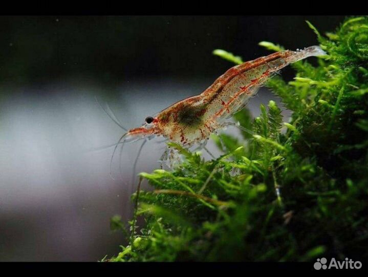 Креветки Вишня