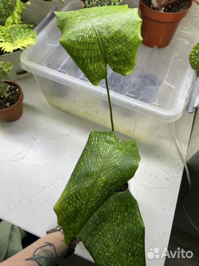 Комнатные цветы