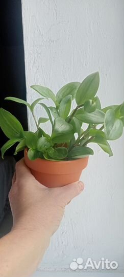 Традесканция