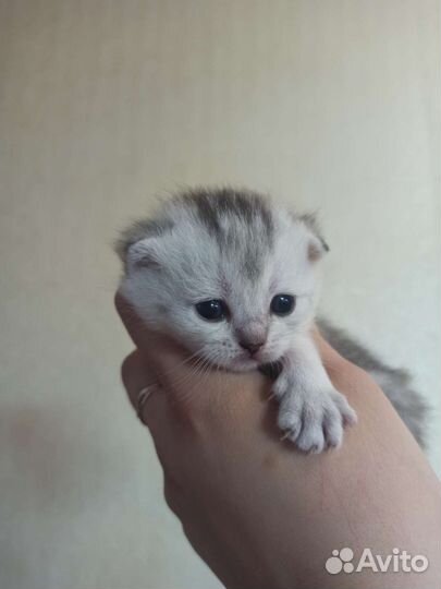 Шотландские котята