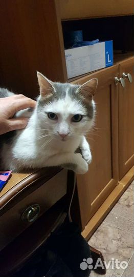 Кот-сирота мальчик в дар привит кастрирован