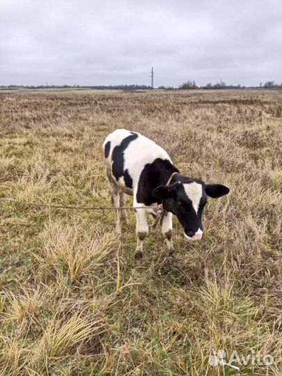 Бычок 4 месяца