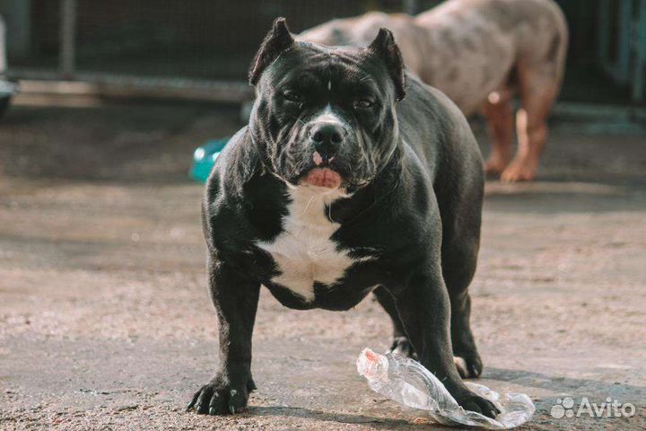 Американский булли девочка