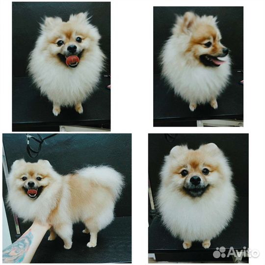 Грумер. Стрижка собак и кошек