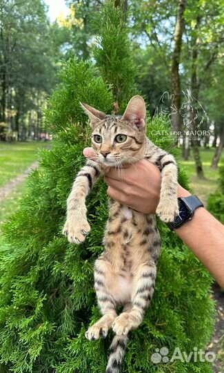 Саванна ф5 сбт