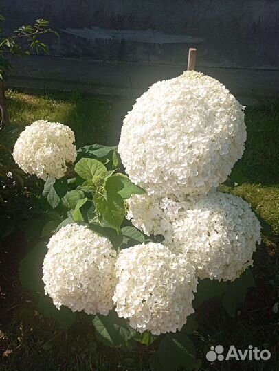 Цветы на срезку