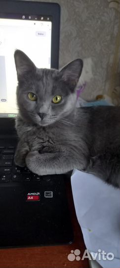 Кирочка ищет дом