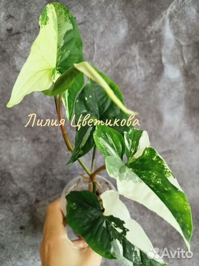 Сингониумы сортовые