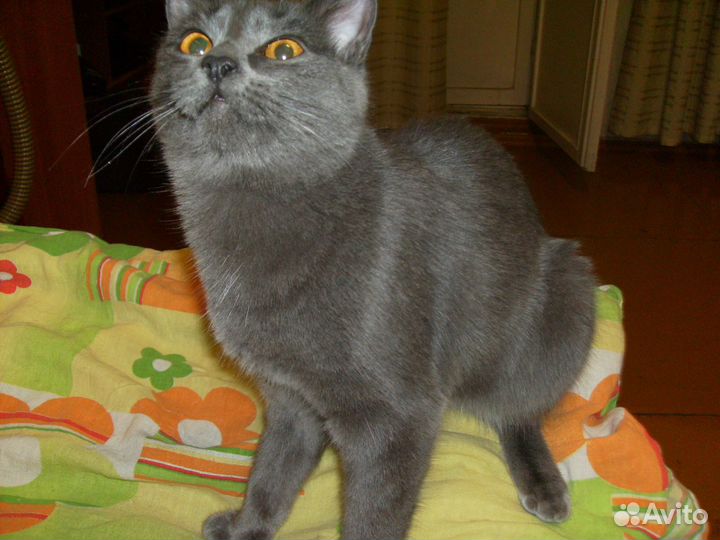 Отдаю кошечку
