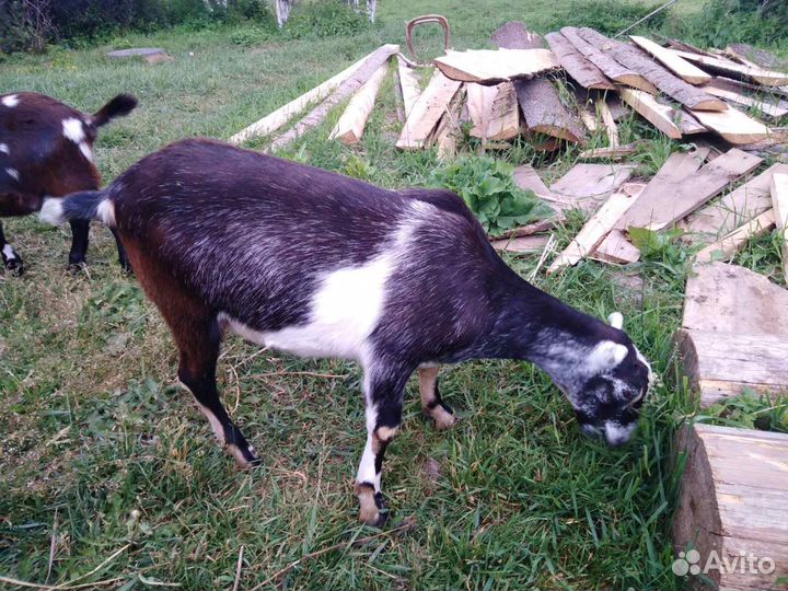 Продам англо - нубийских коз
