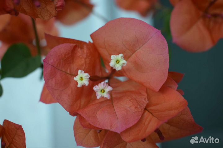 Бугенвиллия