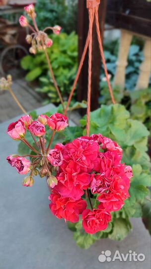 Пеларгония герань лиа - Марцелина