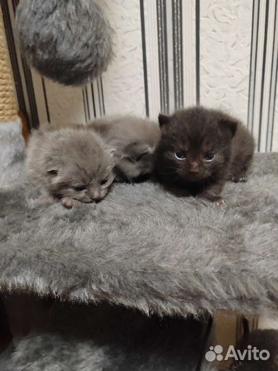 Шотландская