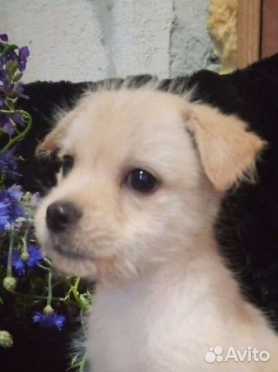 Щенулька в добрые руки