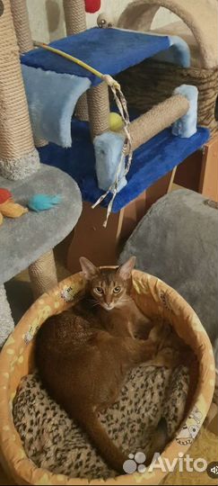 Передержка домашних кошек