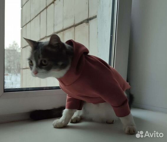 Толстовка для кошек