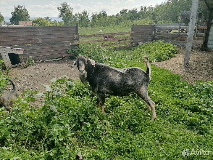 Козлики, 4 месяца