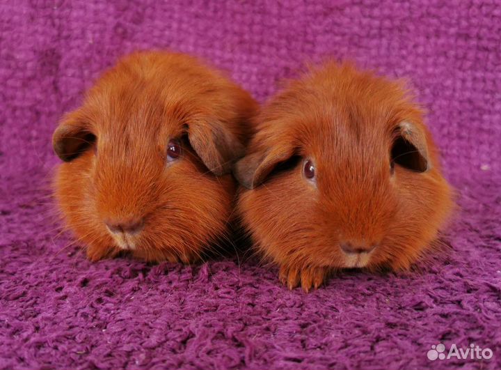 Два рыженьких мальчишечки морские свинки