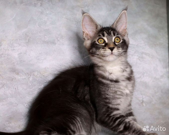 Мейн-кун супер котенок,крупный красивый 3 мес