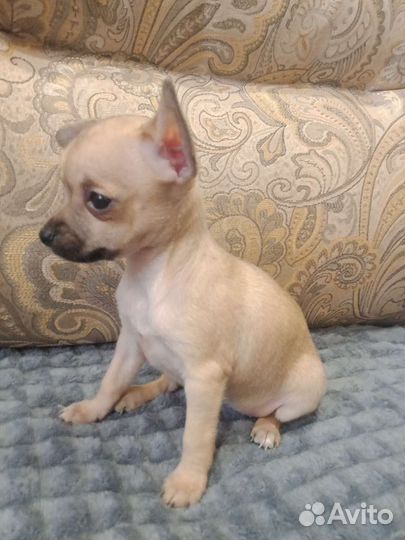 Той-терьер щенки