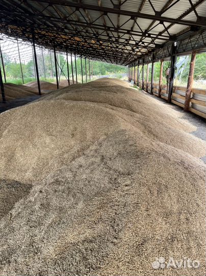 Пшеница овес