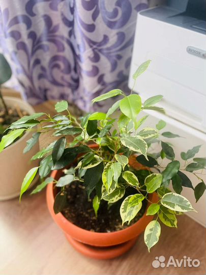 Фикус бенджамина