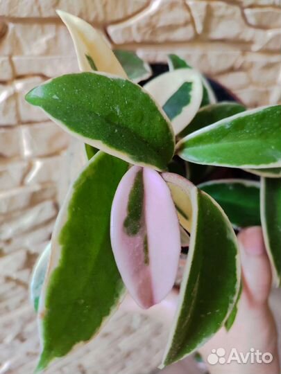 Хойя Кримсон Квин