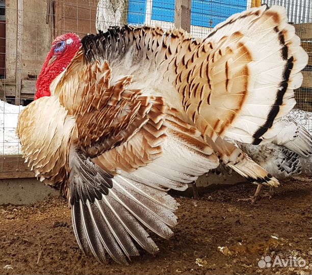 Индюки только породистая Птица