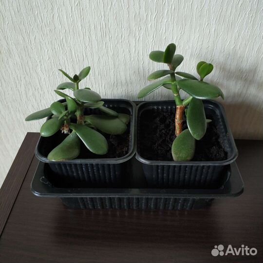Толстянка, денежное дерево