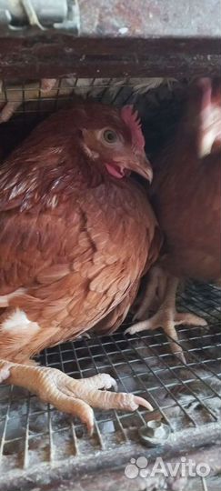 Куры молодки