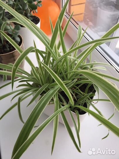 Хлорофитум