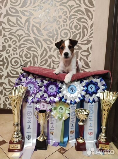 Парсон Рассел Терьер вязка