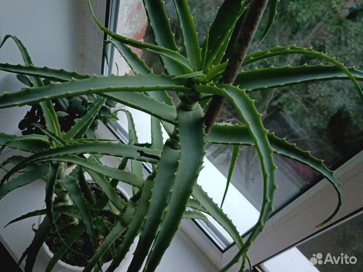 Алоэ лечебный, столетник 3года