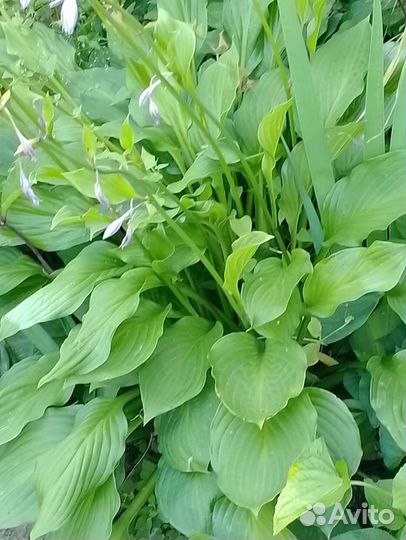 Хосты для вашего сада(зкс)