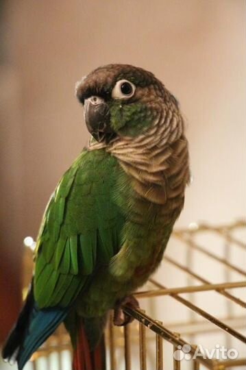 Попугай перрура