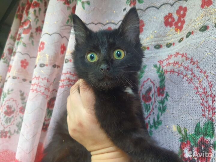 Котёнок