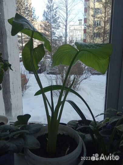 Каллы комнатные