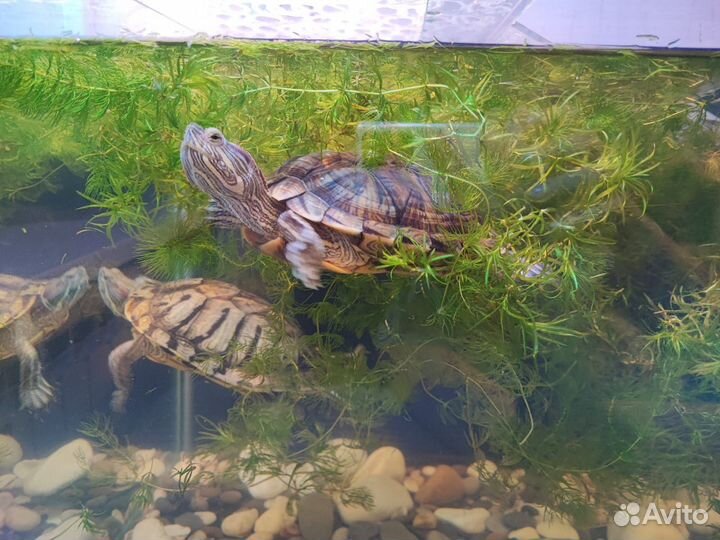 Черепахи красноухие