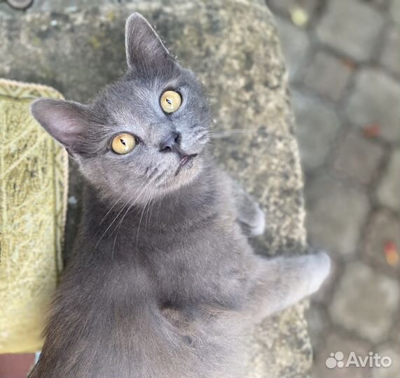 Кот молодой, воспитанный, с хорошим характером