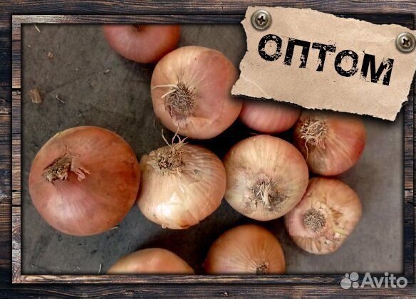 Лук на зелень Штутгарт опт от 3 тонн