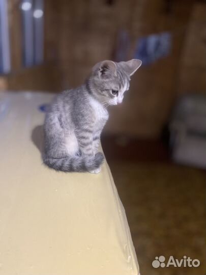 Отдаем котенка в добрые руки