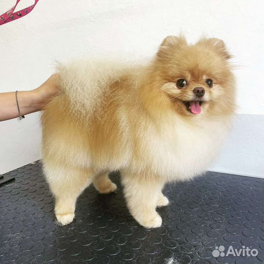 Грумер на дом