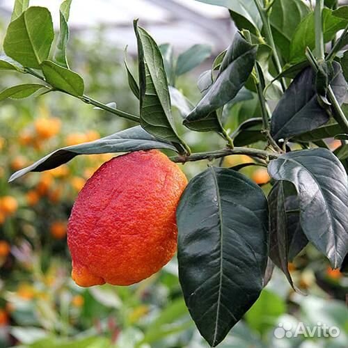 Красный лимон Россо. Саженец