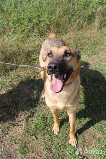 Лео хочет домой