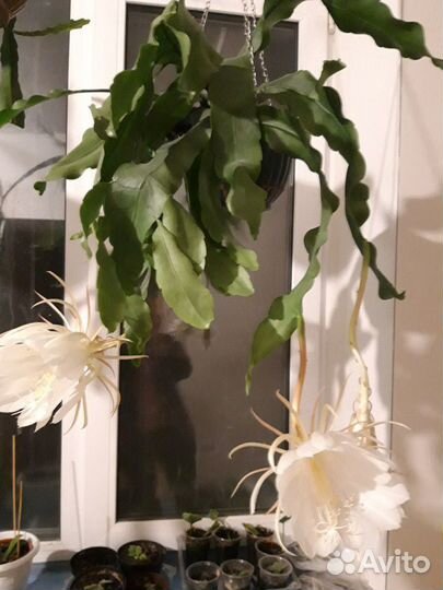 Эпифиллумы