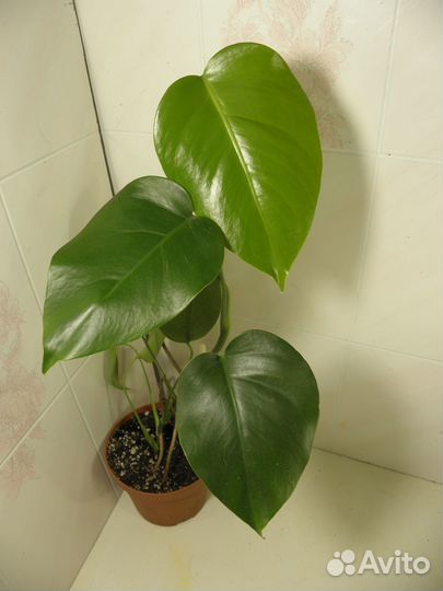 Рэо и Монстера