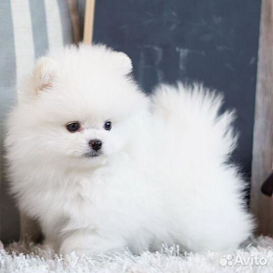 Мини и микро Белые Померанские Шпиц